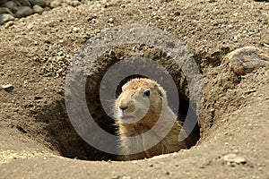 Groundhog in his hole photo