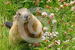 Groundhog in his natural habitat photo