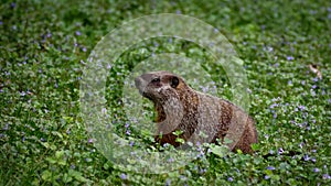 Groundhog in lawn of wild violet