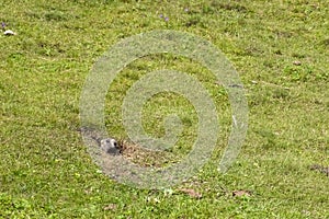 Groundhog is looking fron hole on green valley. Summer spring natural landscape.