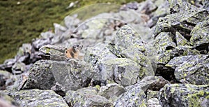 Groundhog is looking out of the earth, in the Austrian alps