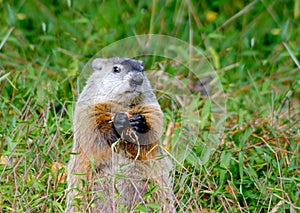 Groundhog looks while holding chestnut