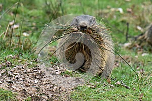 Groundhog , marmot , brings building material