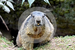 Marmotte 