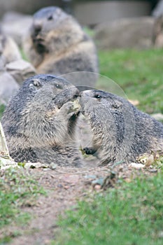 Groundhog (Marmota)