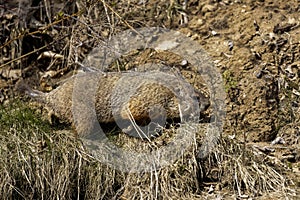 The groundhog (Marmota monax)