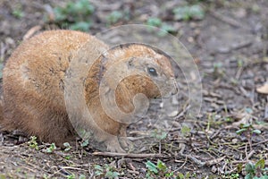 Groundhog (marmota monax