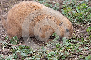 Groundhog (marmota monax