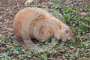 Groundhog (marmota monax