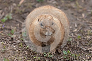 Groundhog (marmota monax