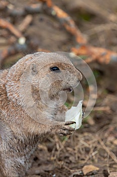 Groundhog (marmota monax