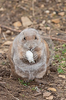 Groundhog (marmota monax