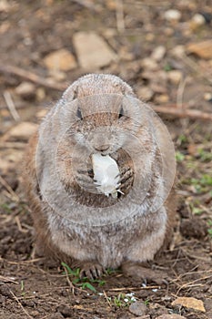 Groundhog (marmota monax