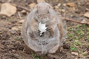 Groundhog (marmota monax