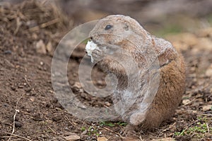 Groundhog (marmota monax