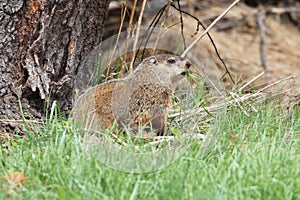 Groundhog (Marmota monax)