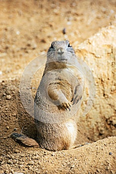 Groundhog (Marmota monax)