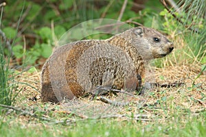 Groundhog (Marmota monax)