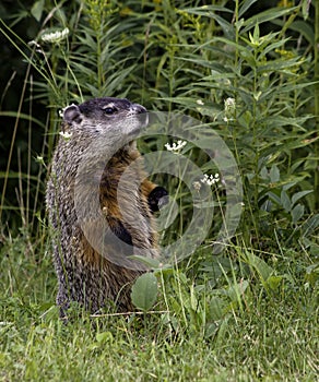 Groundhog (marmota monax)