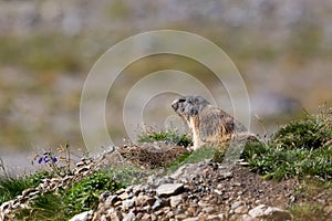 Groundhog (Marmota monax)