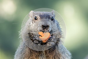 Marmotas detallado comer una zanahoria en manos 