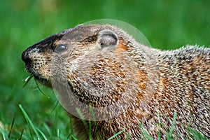 Groundhog