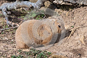 Groundhog (marmota monax