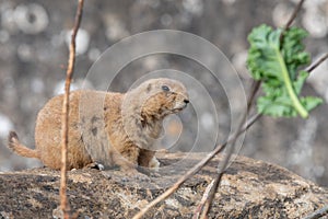 Groundhog (marmota monax