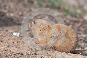 Groundhog (marmota monax