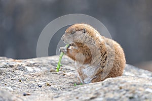 Groundhog (marmota monax
