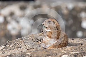 Groundhog (marmota monax