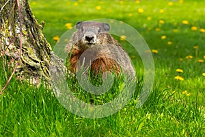 Groundhog - Marmota monax