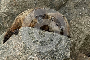 Groundhog - Marmota monax