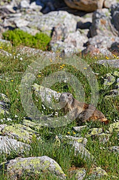 A groundhog among rocks and grass photo