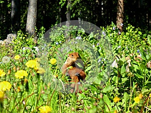 Groundhog in meadow