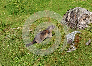 Groundhog on a mountain meadow