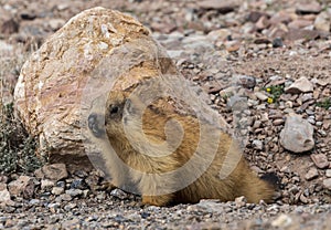 Groundhog Pamir Wakhan Tajikistan