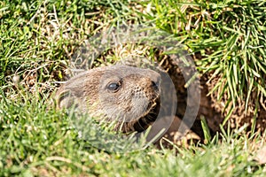 Groundhog Peeking out of His Burrow