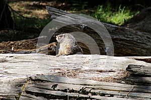 Groundhog peering overtop of a log in Sequoia National Park, California