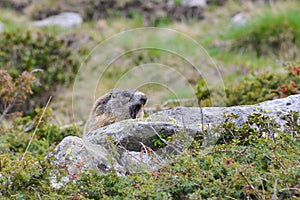 Groundhog on a rock