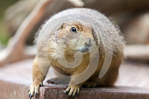 Groundhog sits on ground and looks to the side