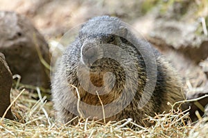Groundhog sits on ground and looks to the side