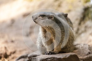 Groundhog sits on ground and looks to the side