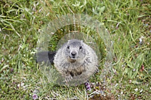 Groundhog sitting on the ground looking at camera. Wildlife. Forecaster