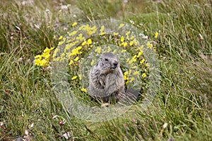 Groundhog sitting on the ground looking at camera. Wildlife. Forecaster