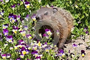 Groundhog standing in flowers