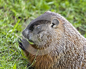 Groundhog Stock Photo. Head shot close-up profile view with blur background grass displaying, claws, ears, nose, eye, brown fur in