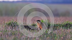Groundhog at sunset crawled out of a hole and sits on a meadow in national park