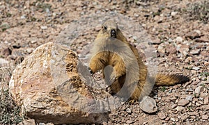 Groundhog Wakhan Pamir Tajikistan