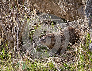 Groundhog walking away from den